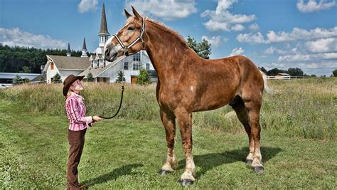 big jake horse wiki|largest horse ever photographed.